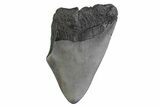 Partial Megalodon Tooth - South Carolina #359115-1